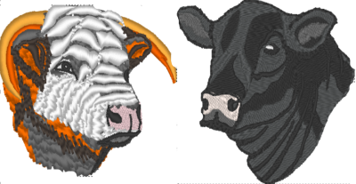 Hereford and Aberdeen Angus